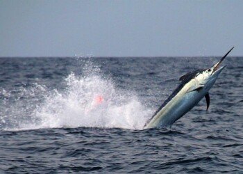 Big blacks on the move off Cairns